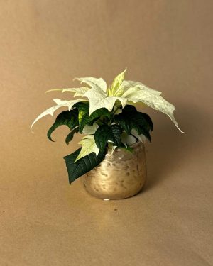 poinsettia blanca mini
