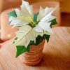 poinsettia blanca mini en maceta (1)