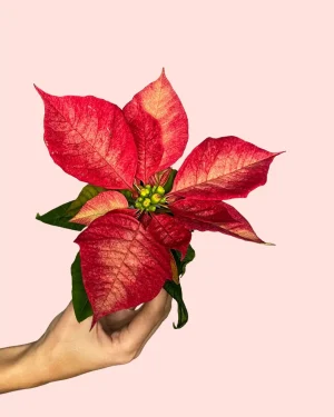 poinsettia-flor-fusion
