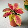 poinsettia-fusion