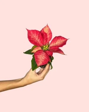 poinsettia-fusion