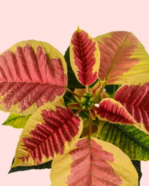 poinsettia-fusion-detalle
