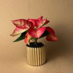 poinsettia fusion mini