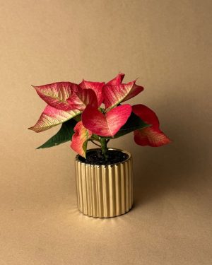 poinsettia fusion mini