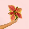 poinsettia-fusion-mini