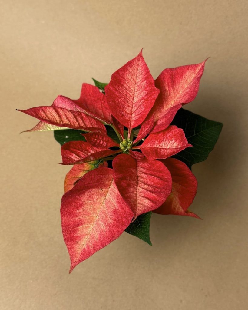 poinsettia fusion mini detalle