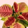 poinsettia-fusion-mini-flor