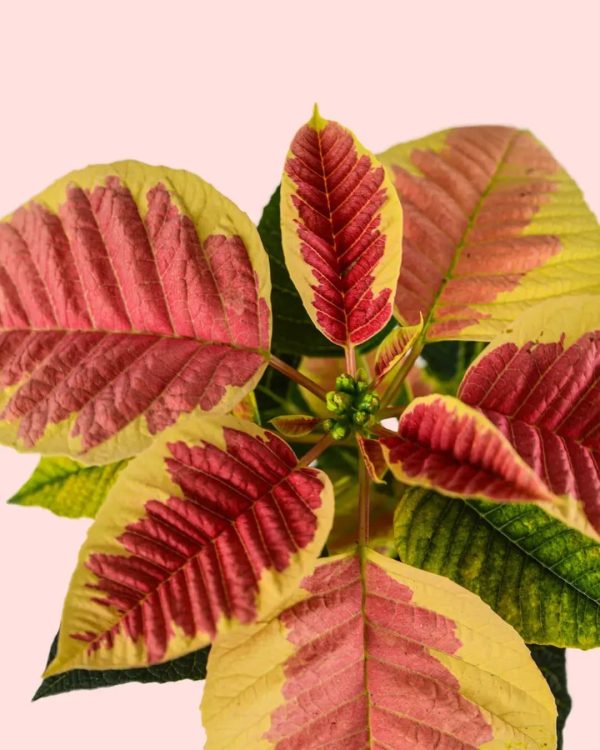 poinsettia-fusion-mini-flor