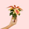 poinsettia-fusion-mini-planta