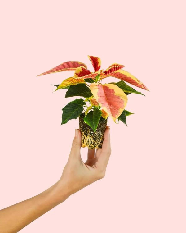 poinsettia-fusion-mini-planta