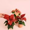 poinsettia-fusion-variegada