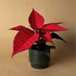 poinsettia mini roja