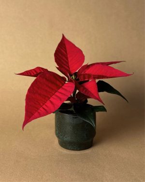 poinsettia mini roja
