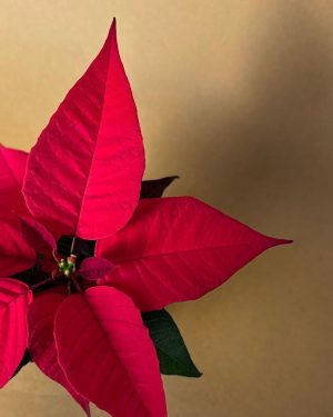 poinsettia mini roja detalle