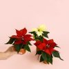 poinsettia-plantas-navidad