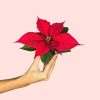 poinsettia-roja-mini
