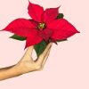 poinsettia-roja-mini-flor