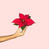 poinsettia-roja-mini-planta