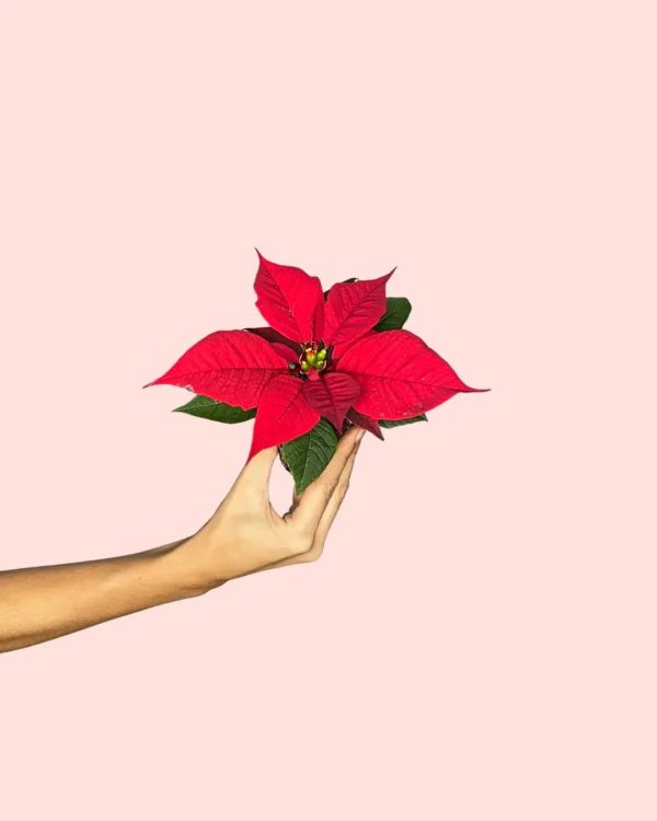 poinsettia-roja-mini-planta