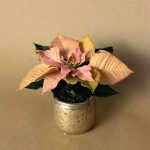 poinsettia rosa ambar