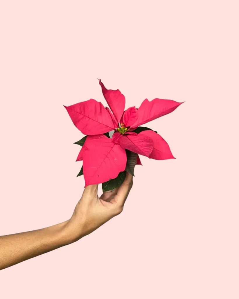 poinsettia-rosa-mini