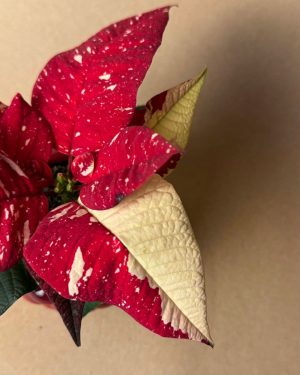 poinsettia variegada