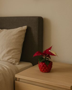 poinsettia variegada contexto