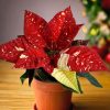 poinsettia-variegata-mini-en-maceta