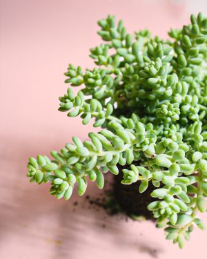 sedum-burrito-hojas