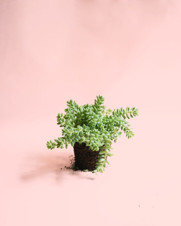 sedum-burrito-planta