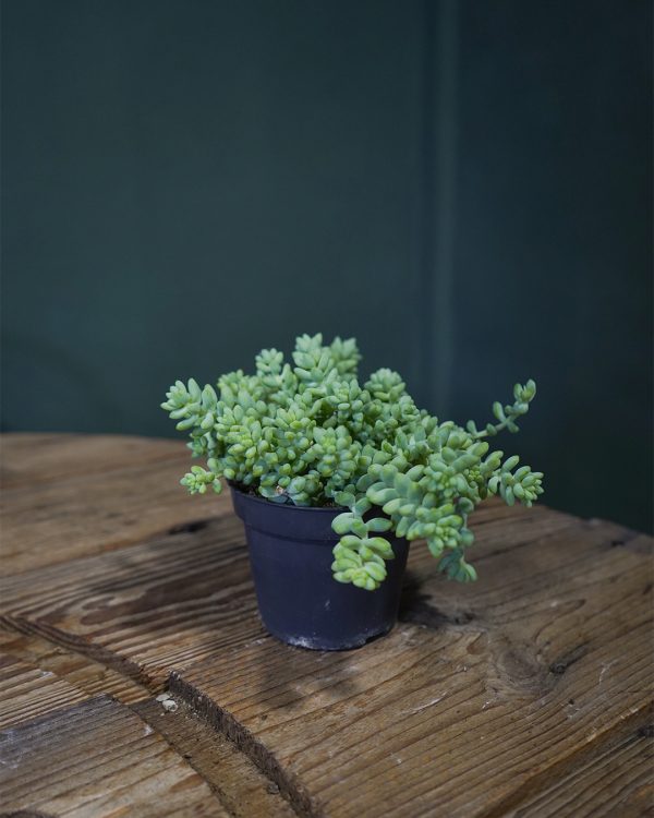 sedum-burrito-real