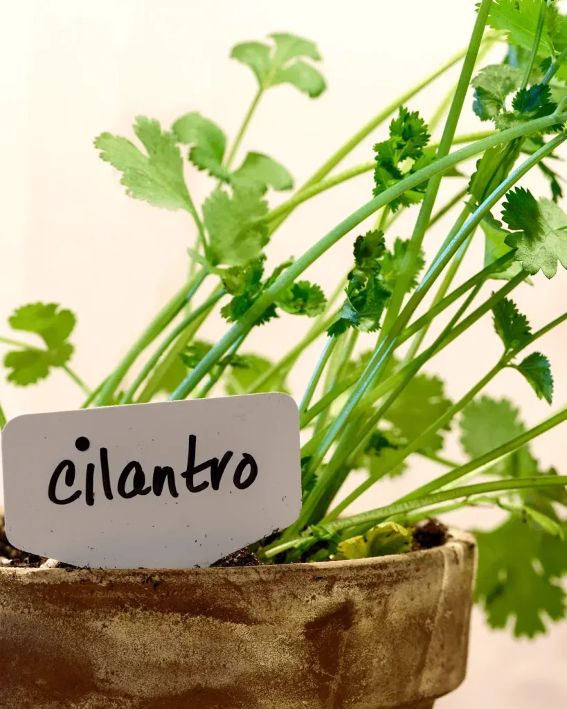 como plantar cilantro en maceta