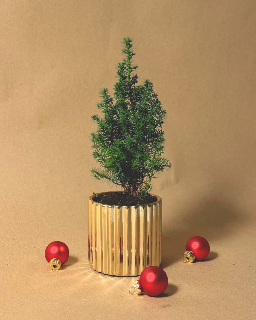super mini arbol navidad