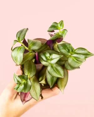 tradescantia-hojas