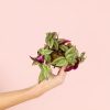 tradescantia-zebrina