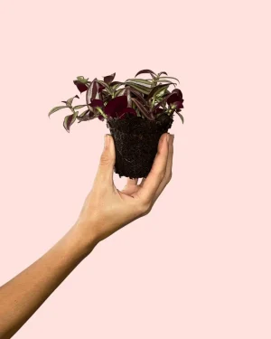 tradescantia-zebrina