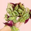 tradescantia-zebrina-hoja