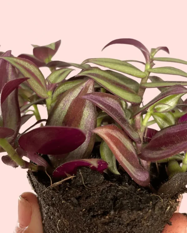 tradescantia-zebrina-hojas