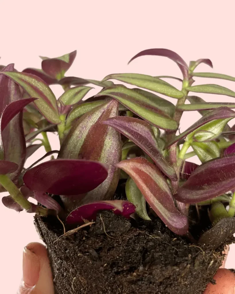 tradescantia-zebrina-hojas