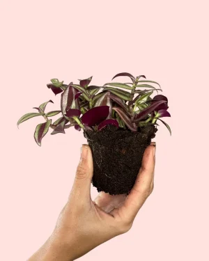 tradescantia-zebrina
