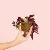 tradescantia-zebrina-planta