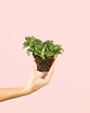 fittonia-verde