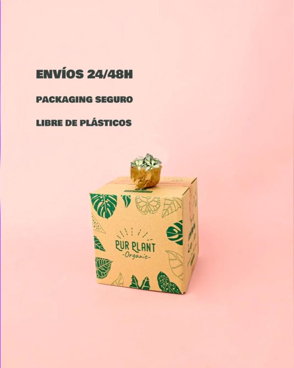 Fittonia Blanca Mini-packaging (1)