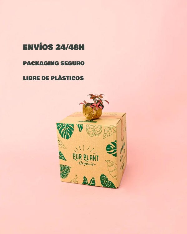 Fittonia dark pink-packaging