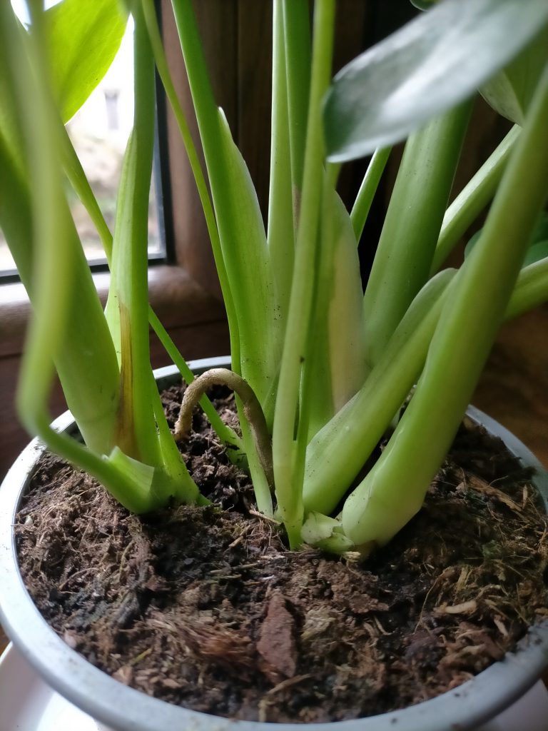 Imagen #2 de Sara Alonso Vega