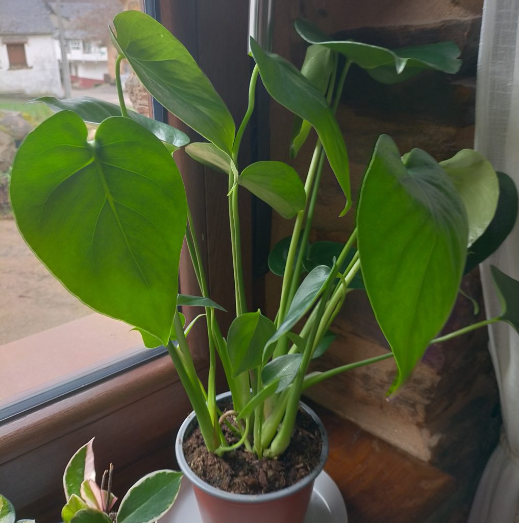 Imagen #1 de Sara Alonso Vega