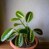 Maranta lemon lime-conexto