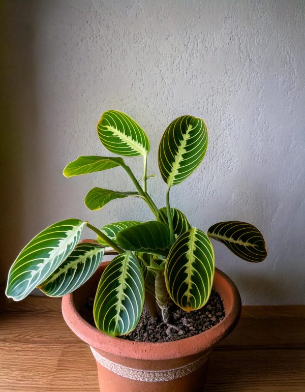Maranta lemon lime-conexto