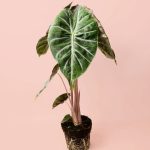 alocasia-pink-dragon