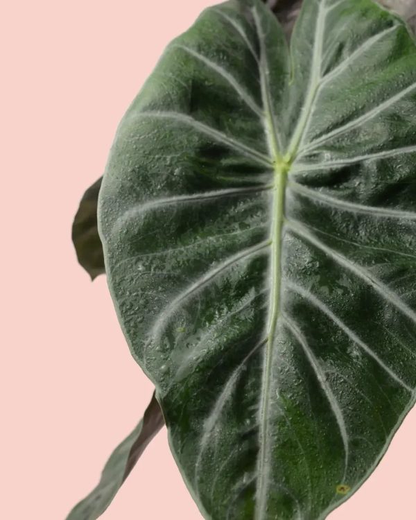 alocasia-pink-dragon-hoja